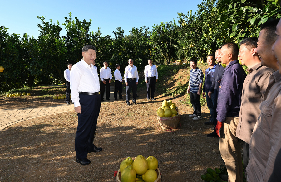 2025年11月7日，習(xí)近平總書記在梅州市梅縣區(qū)雁洋鎮(zhèn)南福金柚種植基地考察時(shí)，同果農(nóng)和農(nóng)技人員親切交流。