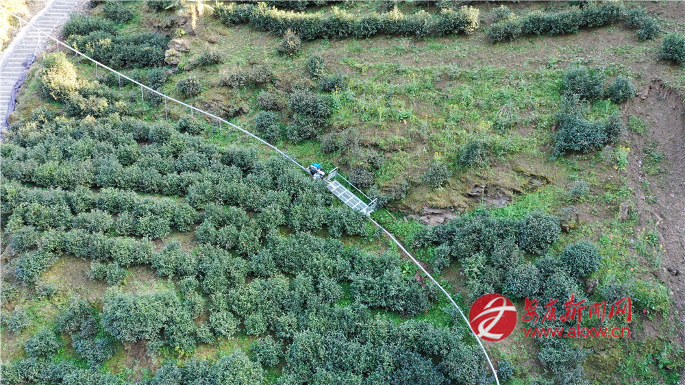 (圖為蘇陜項(xiàng)目支持建設(shè)的煥古鎮(zhèn)大連村軌道車(chē)上山運(yùn)輸鮮葉)