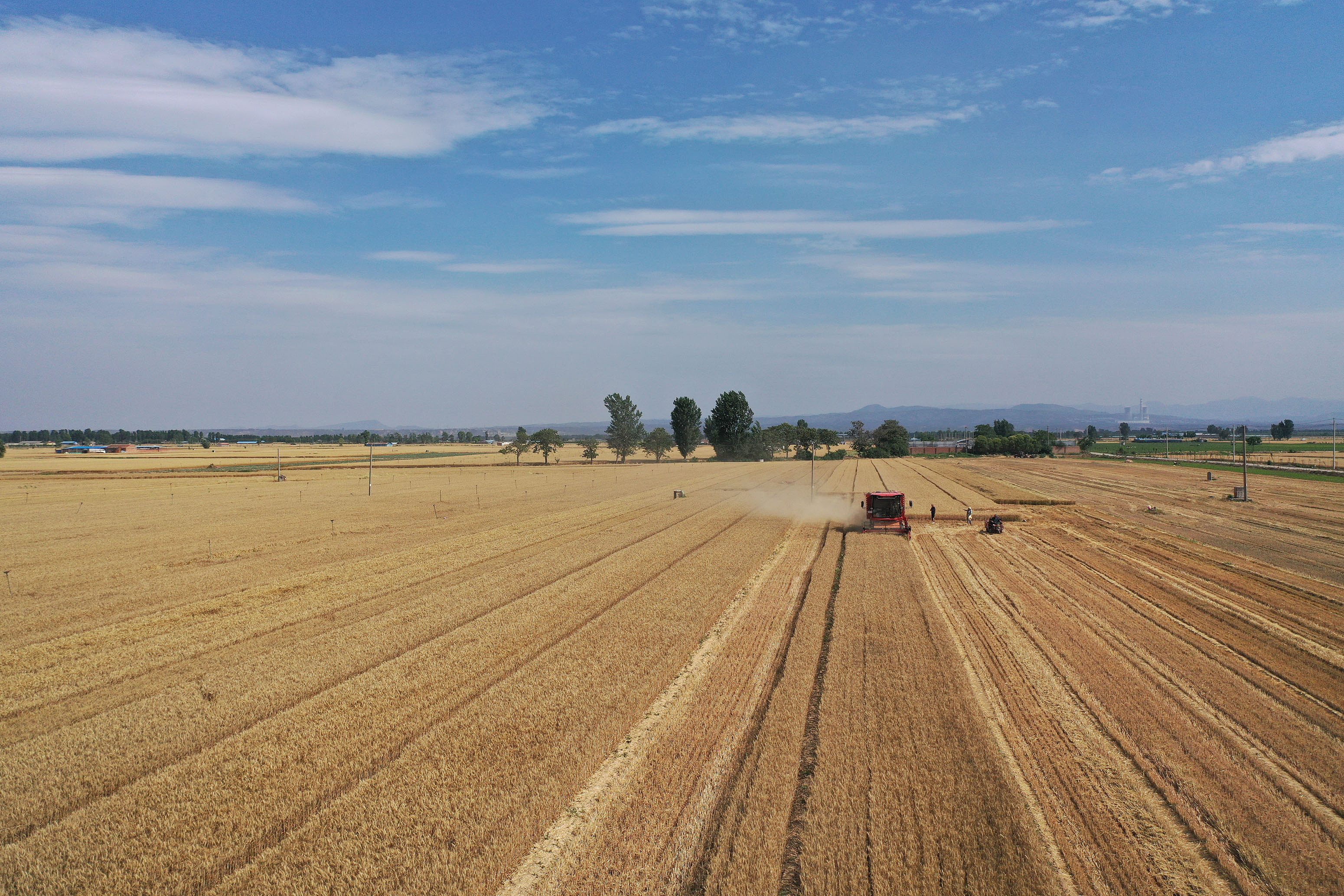 2025年6月3日，河南焦作，溫縣黃河街道灘王莊村農(nóng)民駕駛收割機(jī)收獲小麥。